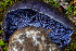  ( - HAY-F-007150)  @11 [ ] by-nc (2023) Dean Lyons Fungal Diversity Survey