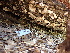  ( - HAY-F-004265)  @11 [ ] by-nc (2023) Jaren Hockert Fungal Diversity Survey