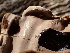  ( - HAY-F-004265)  @11 [ ] by-nc (2023) Jaren Hockert Fungal Diversity Survey