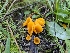  ( - HAY-F-007462)  @11 [ ] by (2023) Mandy Hackney Fungal Diversity Survey