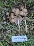  ( - HAY-F-007464)  @11 [ ] by (2023) Mandy Hackney Fungal Diversity Survey