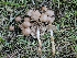  ( - HAY-F-007464)  @11 [ ] by (2023) Mandy Hackney Fungal Diversity Survey