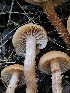  ( - HAY-F-007465)  @11 [ ] by (2023) Mandy Hackney Fungal Diversity Survey