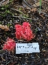  ( - HAY-F-007454)  @11 [ ] by (2023) Mandy Hackney Fungal Diversity Survey