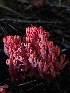  ( - HAY-F-007454)  @11 [ ] by (2023) Mandy Hackney Fungal Diversity Survey