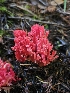  (Ramaria araiospora - HAY-F-007454)  @11 [ ] by (2023) Mandy Hackney Fungal Diversity Survey
