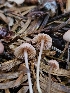  ( - HAY-F-007456)  @11 [ ] by (2023) Mandy Hackney Fungal Diversity Survey