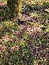  ( - HAY-F-007772)  @11 [ ] by-nc (2023) Harte Singer Fungal Diversity Survey