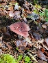  ( - HAY-F-007772)  @11 [ ] by-nc (2023) Harte Singer Fungal Diversity Survey