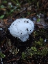  ( - HAY-F-007446)  @11 [ ] by (2023) Mandy Hackney Fungal Diversity Survey