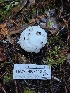  ( - HAY-F-007446)  @11 [ ] by (2023) Mandy Hackney Fungal Diversity Survey