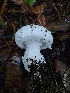  ( - HAY-F-007446)  @11 [ ] by (2023) Mandy Hackney Fungal Diversity Survey