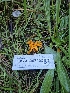  ( - HAY-F-007462)  @11 [ ] by (2023) Mandy Hackney Fungal Diversity Survey