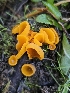  ( - HAY-F-007462)  @11 [ ] by (2023) Mandy Hackney Fungal Diversity Survey