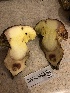 ( - HAY-F-007920)  @11 [ ] by-nc (2023) Dean Lyons Fungal Diversity Survey