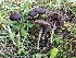  (Entoloma vindobonense - HAY-F-007834)  @11 [ ] by-nc (2023) Dean Lyons Fungal Diversity Survey