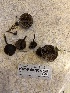  ( - HAY-F-007834)  @11 [ ] by-nc (2023) Dean Lyons Fungal Diversity Survey