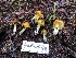 ( - HAY-F-007844)  @11 [ ] by-nc (2023) Dean Lyons Fungal Diversity Survey
