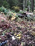  ( - HAY-F-007844)  @11 [ ] by-nc (2023) Dean Lyons Fungal Diversity Survey