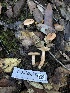  ( - HAY-F-007846)  @11 [ ] by-nc (2023) Dean Lyons Fungal Diversity Survey