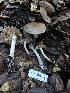  ( - HAY-F-007863)  @11 [ ] by-nc (2023) Dean Lyons Fungal Diversity Survey