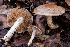  (Cortinarius sp. CA45 - HAY-F-007863)  @11 [ ] by-nc (2023) Dean Lyons Fungal Diversity Survey