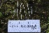  ( - HAY-F-007330)  @11 [ ] by-nc (2023) Taye Bright Fungal Diversity Survey