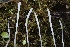  ( - HAY-F-007330)  @11 [ ] by-nc (2023) Taye Bright Fungal Diversity Survey
