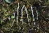  ( - HAY-F-007330)  @11 [ ] by-nc (2023) Taye Bright Fungal Diversity Survey