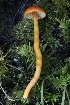  ( - HAY-F-007331)  @11 [ ] by-nc (2023) Taye Bright Fungal Diversity Survey