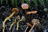  ( - HAY-F-007331)  @11 [ ] by-nc (2023) Taye Bright Fungal Diversity Survey