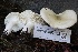  ( - HAY-F-007332)  @11 [ ] by-nc (2023) Taye Bright Fungal Diversity Survey