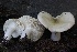  ( - HAY-F-007332)  @11 [ ] by-nc (2023) Taye Bright Fungal Diversity Survey