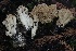  ( - HAY-F-007334)  @11 [ ] by-nc (2023) Taye Bright Fungal Diversity Survey