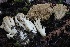  ( - HAY-F-007334)  @11 [ ] by-nc (2023) Taye Bright Fungal Diversity Survey