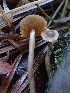  (Naucoria - HAY-F-007854)  @11 [ ] by-nc (2023) Dean Lyons Fungal Diversity Survey