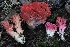  ( - HAY-F-007335)  @11 [ ] by-nc (2023) Taye Bright Fungal Diversity Survey