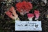  ( - HAY-F-007335)  @11 [ ] by-nc (2023) Taye Bright Fungal Diversity Survey