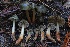  (Phaeocollybia fallax - HAY-F-007337)  @11 [ ] by-nc (2023) Taye Bright Fungal Diversity Survey