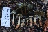  ( - HAY-F-007337)  @11 [ ] by-nc (2023) Taye Bright Fungal Diversity Survey
