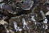  ( - HAY-F-007338)  @11 [ ] by-nc (2023) Taye Bright Fungal Diversity Survey