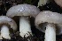  ( - HAY-F-007339)  @11 [ ] by-nc (2023) Taye Bright Fungal Diversity Survey