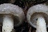  ( - HAY-F-007339)  @11 [ ] by-nc (2023) Taye Bright Fungal Diversity Survey