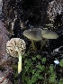  ( - HAY-F-007925)  @11 [ ] by-nc (2023) Dean Lyons Fungal Diversity Survey