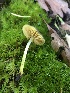 ( - HAY-F-007925)  @11 [ ] by-nc (2023) Dean Lyons Fungal Diversity Survey