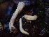  ( - HAY-F-007922)  @11 [ ] by-nc (2023) Dean Lyons Fungal Diversity Survey
