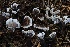  ( - HAY-F-007351)  @11 [ ] by-nc (2023) Taye Bright Fungal Diversity Survey