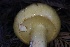  ( - HAY-F-007352)  @11 [ ] by-nc (2023) Taye Bright Fungal Diversity Survey