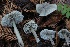  ( - HAY-F-007353)  @11 [ ] by-nc (2023) Taye Bright Fungal Diversity Survey