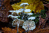  ( - HAY-F-007862)  @11 [ ] by-nc (2023) Dean Lyons Fungal Diversity Survey